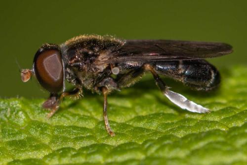 Eumerus flavitarsis